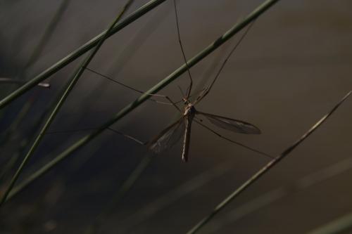 Tipula sp.